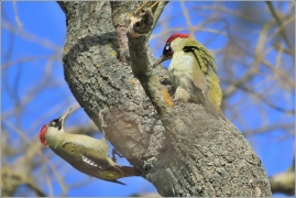 <p>ŽLUNA ZELENÁ (Picus viridis)</p>